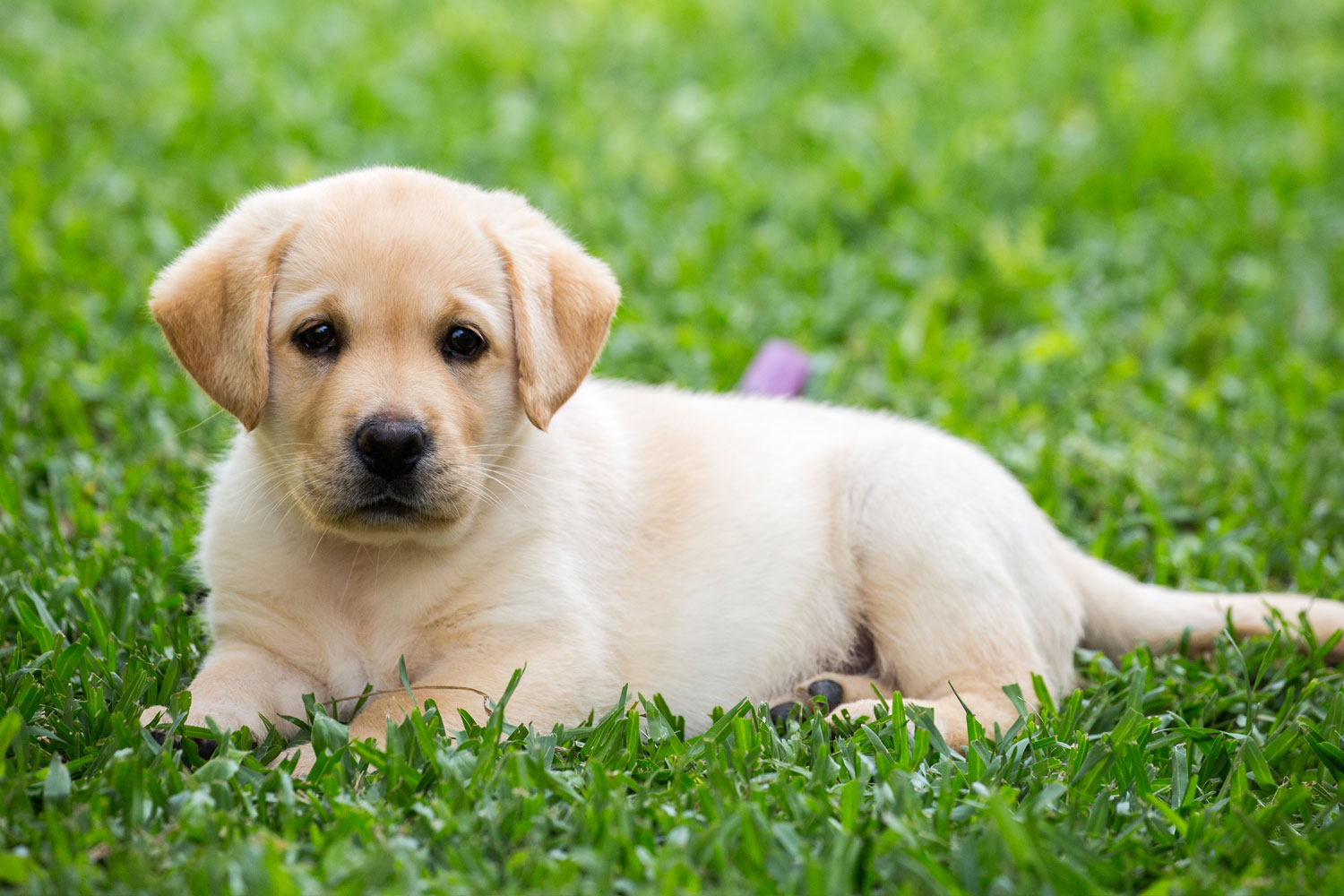 New Study finds devoted pet owners don’t drive safely with their dogs